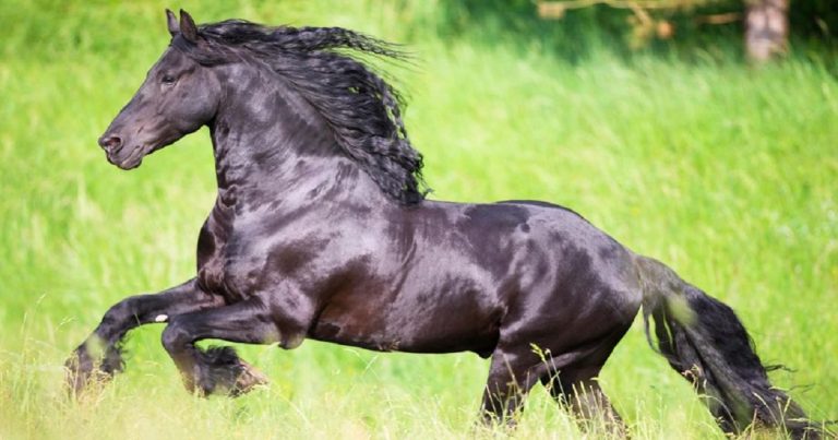 How Fast Can a Horse Run?